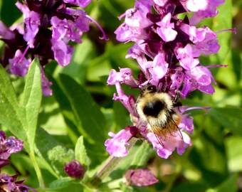 Black Heart Bee