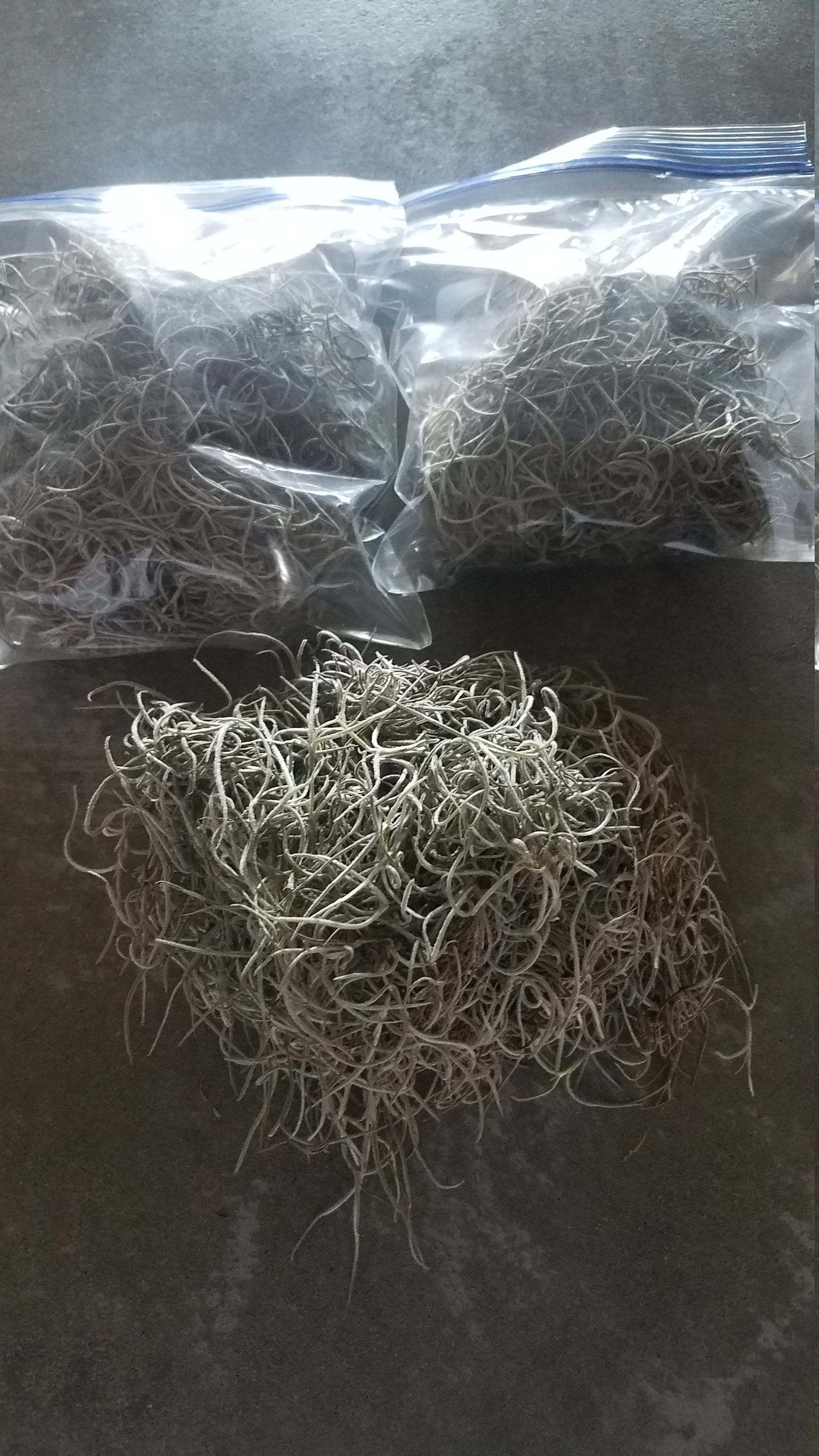 DE MOUSSE ESPAGNOLE DE FLORIDE frais Magickal Hoodoo | Etsy