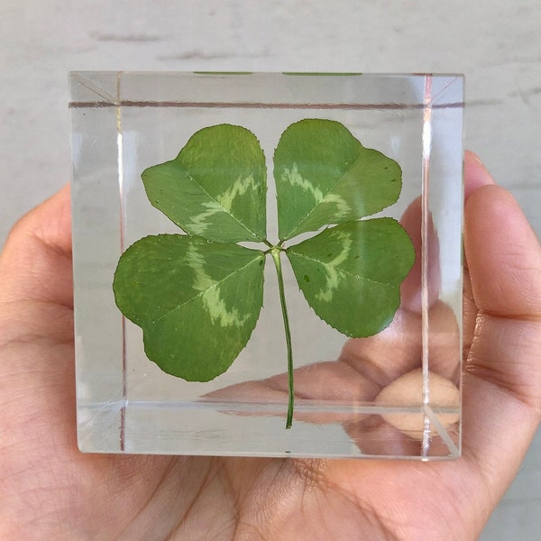 Real Large Four Leaf Clover Cube, Lucky Clover Objet, Night Light, Gift for Luck, Resin Paperweight, Shamrock, Luck Charm,St. Patrick’s Day