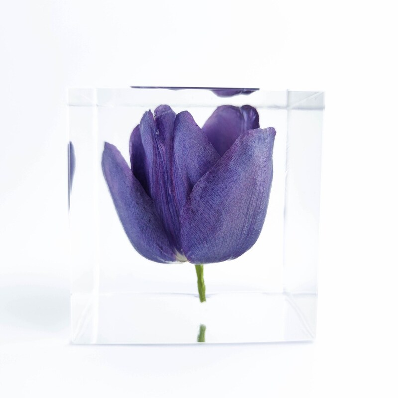 Tulips - Etsy