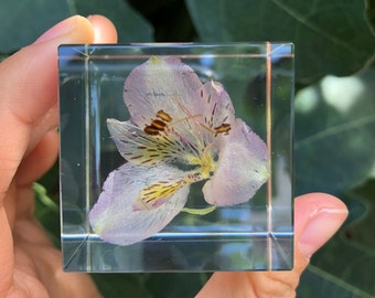 Real Peruvian Lily Cube, Lily of the Incas, Resin Paperweight, Gift for Her, Home Decor, Birthday Gift, Friendship Gift