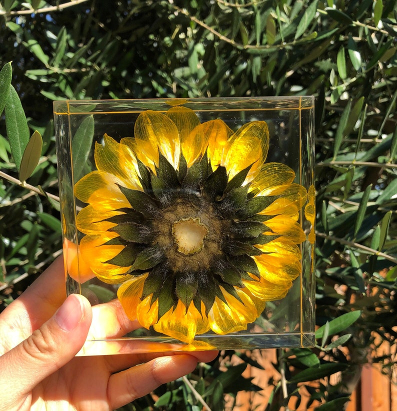 Real Sunflower Block, Resin Paperweight, Sunflower Night Light, Sunflower Ornament, Natural Gift, Gift for Her, Home Decor, Birthday Gift image 10