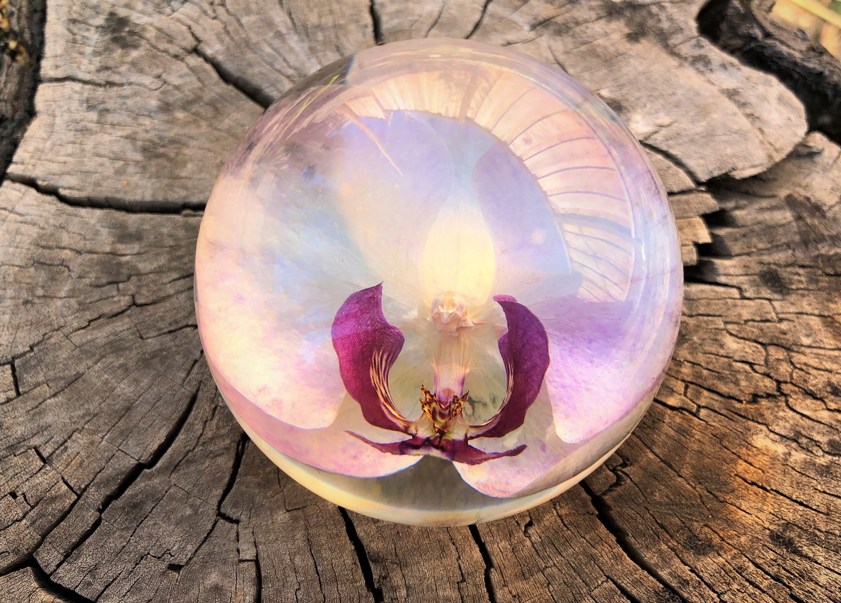 Disability Doesn'T Define Her: Tatjana Lee And Her Orchid Empire - uejtpbm