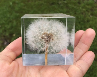 Dandelion paperweight cube, Dandelion Crystals keepsake, resin paperweight, home decor, real flower gift - READY TO SHIP