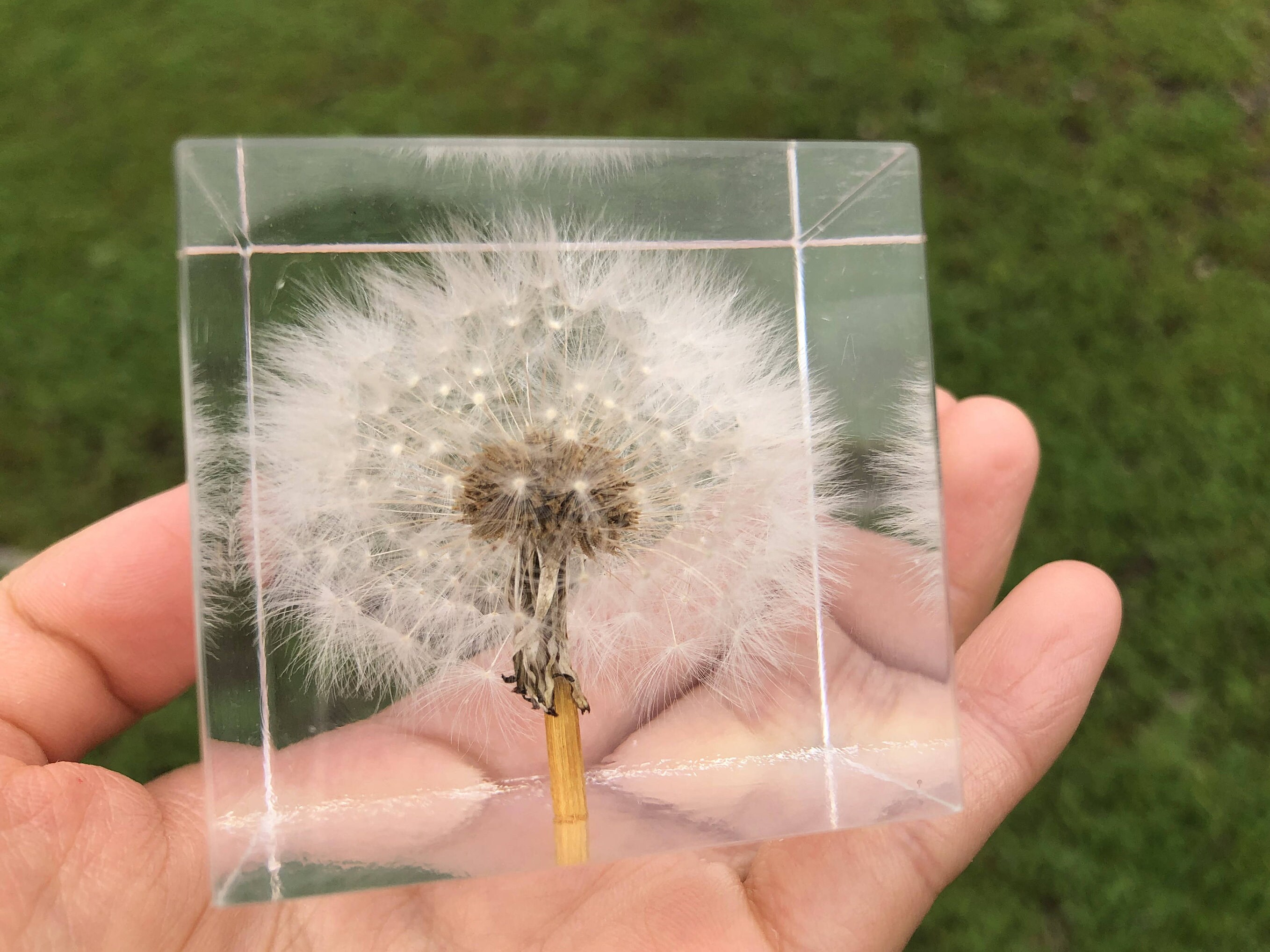 Dandelion Paperweight Cube Dandelion Crystals Keepsake Resin Etsy