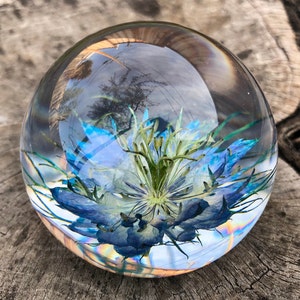 Nigella Flower Paperweight, Love In A Mist, Romantic Gift, Resin Paperweight, Home Decor, Mother's Day Gift,Real Flower Gift