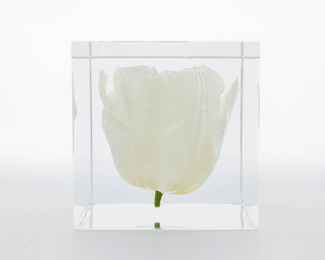 Real White Tulip Cube, Tulip, Resin Paperweight, Gift for Her, Birthday ...