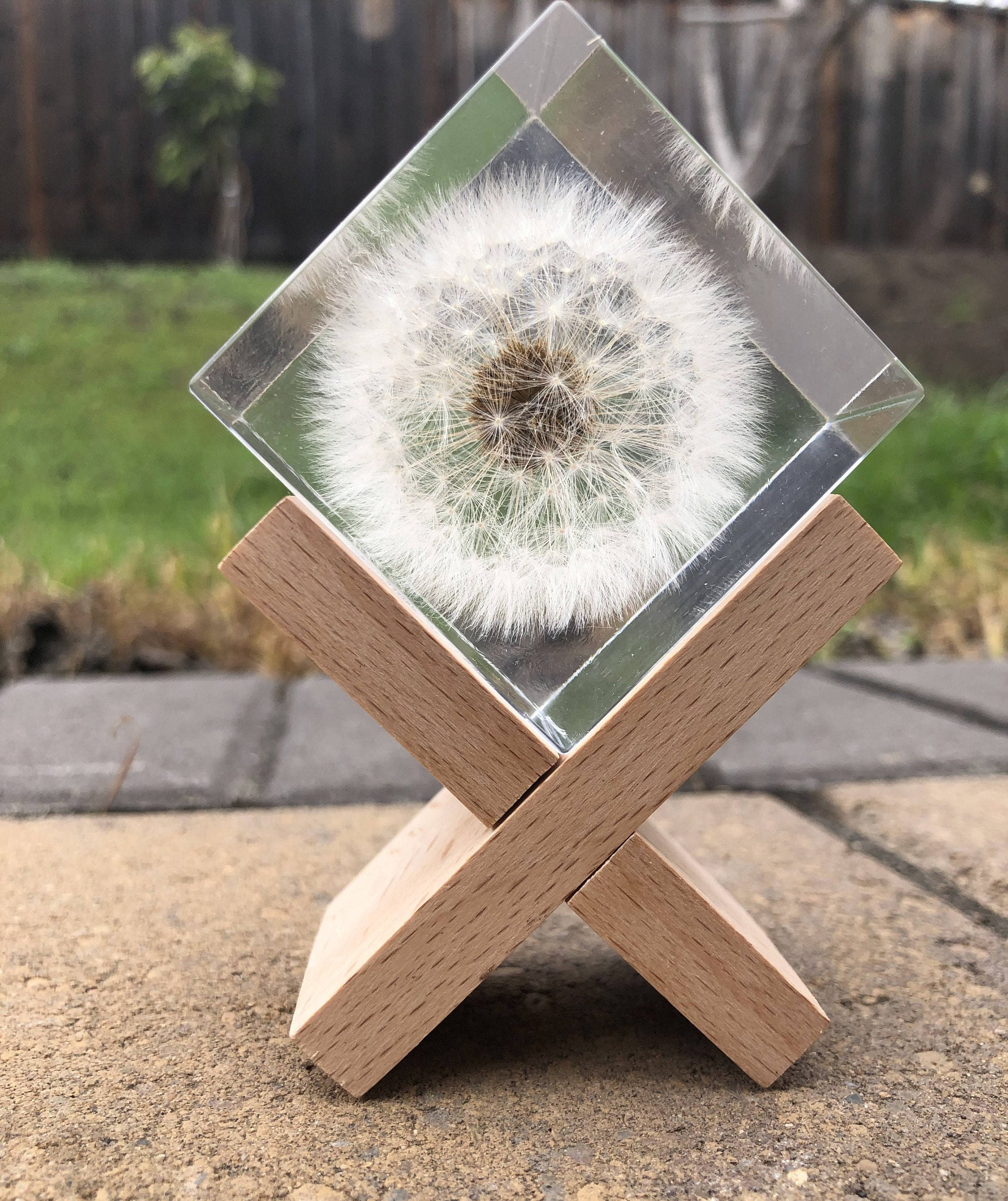 Dandelion Paperweight Cube Dandelion Crystals Keepsake Resin Etsy