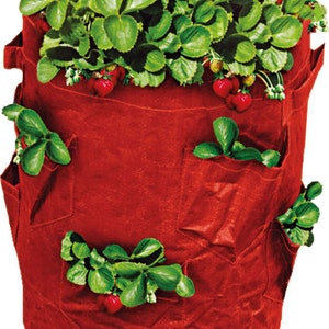 Strawberry Grow Bag - 43L Capacity