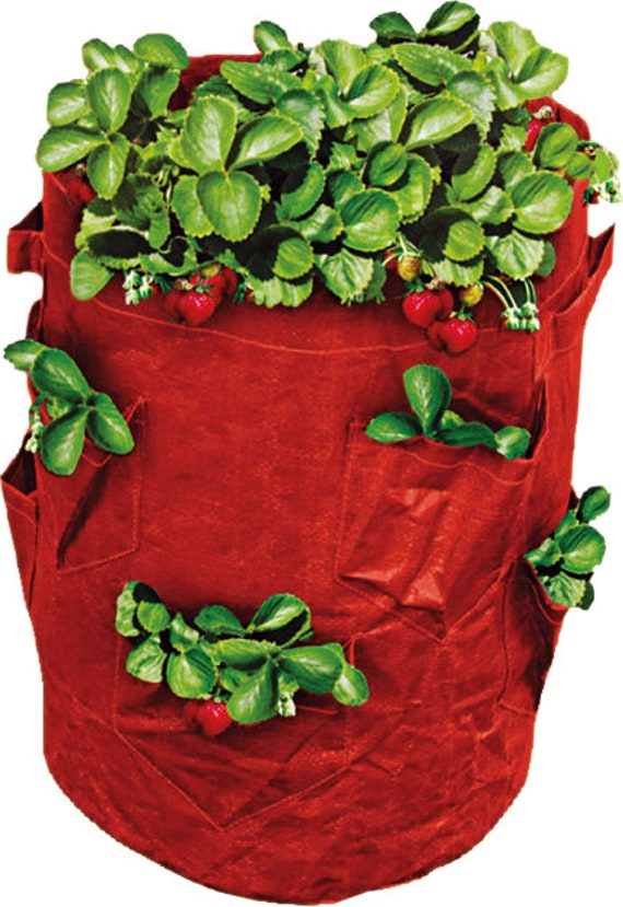 Strawberry Grow Bag 43L Capacity Etsy