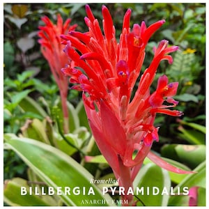 Billbergia Pyramidalis Bromeliad - Stunning Pink Flowering Plant for Home Decor, Easy Care Tropical Houseplant