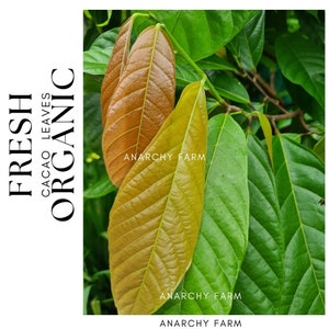 Organic Cacao Leaves for Aquariums - Fresh Cocoa Leaf Litter, Natural Botanicals for Healthy Aquatic Life | Freshwater Aquarium Decor