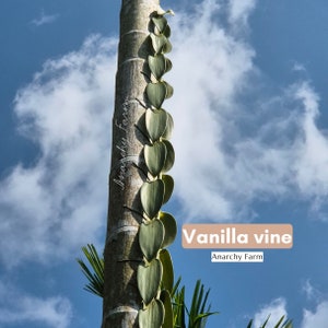Vanilla Vine - Aromatische natürliche Vanillepflanze, üppige grüne Rebe für Wohnkultur, Bio-Klettervanille-Orchidee | Vanille aus Thailand