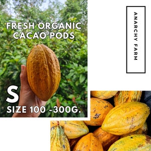Fresh Organic Cacao Pods - Anarchy Chocolate | FRESH Whole Cacao Fruit | Fresh Cocoa | Fresh Cocoa Pod | Raw Cocoa | Exotic Fruit | Cocoa