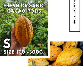 Fresh Organic Cacao Pods - Anarchy Chocolate | FRESH Whole Cacao Fruit | Fresh Cocoa | Fresh Cocoa Pod | Raw Cocoa | Exotic Fruit | Cocoa