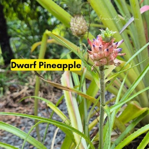 Weelderige miniatuurananasplant: perfect decoratief accent voor binnen | Dwergananasplant | Ananas Comosus | Ananasshoot