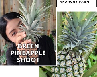 Groene Ananas Plant Shoot - Tropische Indoor Ananas Starter, Easy Care Live Kamerplant, Uniek Cadeau voor Plantenliefhebbers