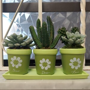 May include: Three small green pots with succulents and cacti plants. The pots have white flower designs and the words "Grow", "Dream", and "Love" written on them. The pots are sitting on a light green tray.