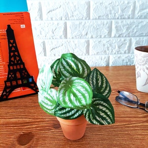 May include: A small potted plant with green and white leaves. The plant is in a terracotta pot and is sitting on a wooden table.
