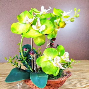 8 Silk Butterfly Orchid. Orchid Bonsai In Boat Design Ceramic Pots, Available in 3 colors: Light Beauty, Green and White. Green Orchid