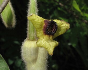 Aristolochia cymbifera Serro pipevine 10 seeds FREE SHIP Aristolochia cymbifera Serro pipevine 10 seeds FREE SHIP