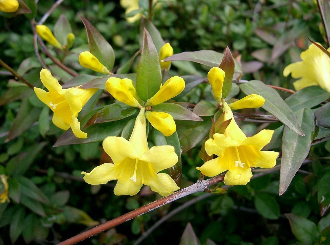 Gelsemium sempervirens Carolina Jasmine 10 seeds Etsy