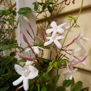 Fragrant Winter Jasmine or Jasminum polyanthum Pint Plant Bild 3