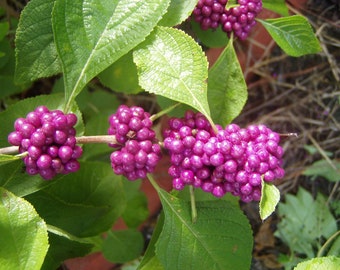 American Beauty Berry Bush Callicarpa americana, French Mulberry Quart Plant