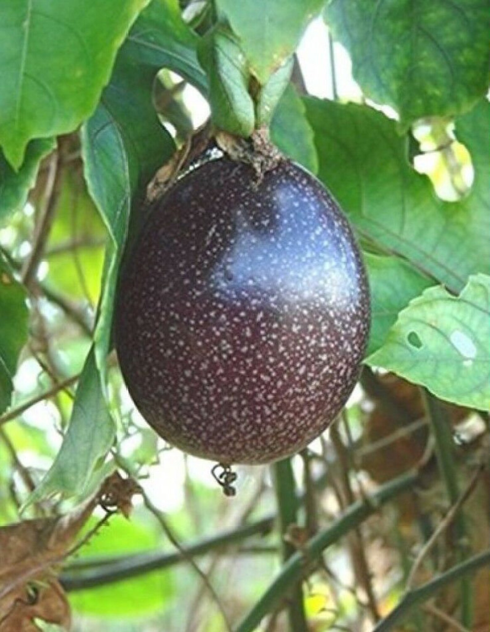 Passiflora Purple Granadilla 10 seeds Etsy