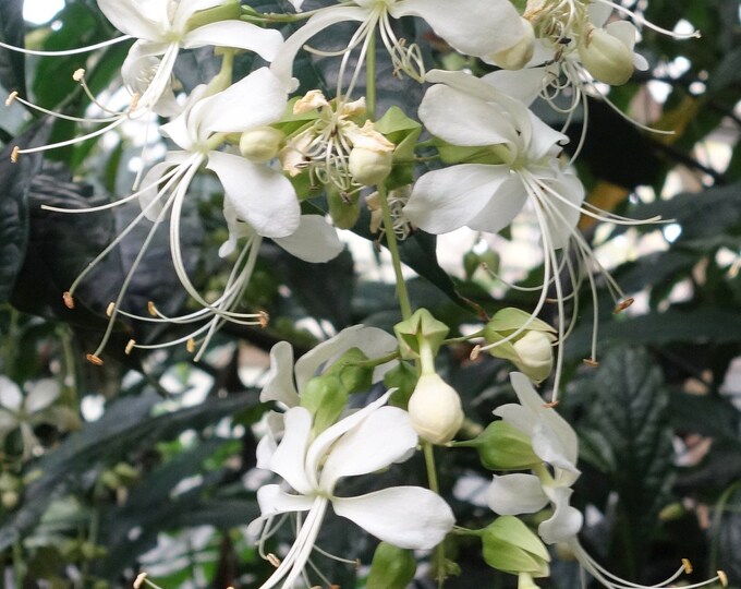 Clerodendrum Wallichii Bridal Veil Pint Plant Etsy