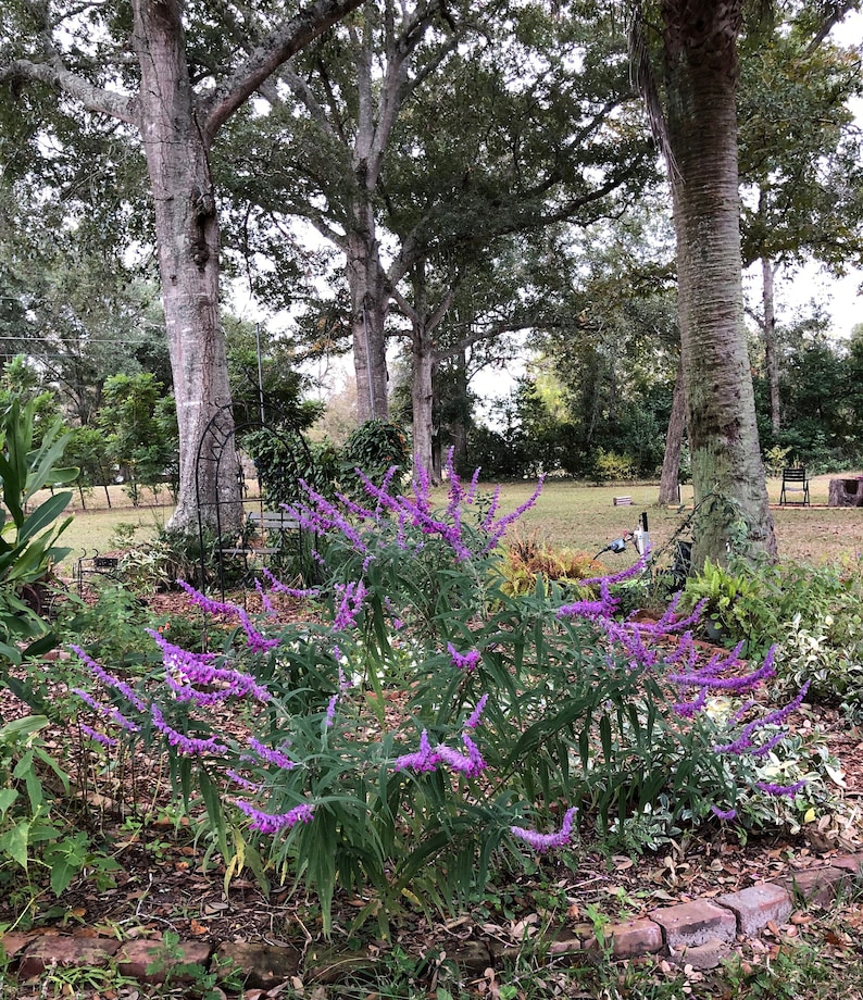 Mexican Sage or Salvia leucantha Pint Plant image 1