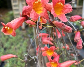 Tangerine Beauty Crossvine or Bignonia capreolata Pint Plant