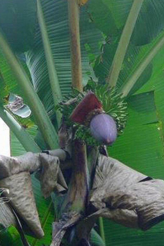 Hardy Hybrid Banana Musa hybrid Seeds Helen's Banana 
