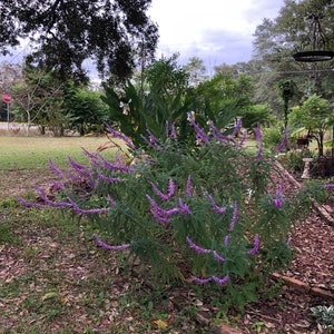 Mexican Sage or Salvia leucantha Pint Plant image 3