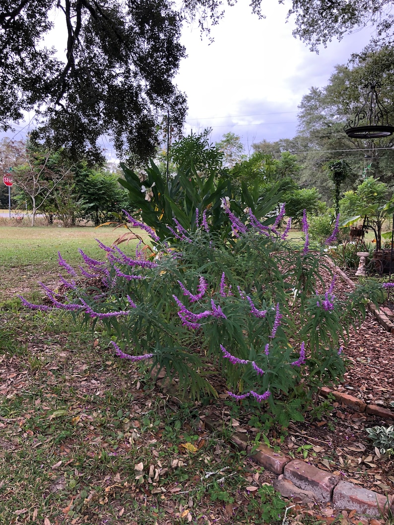 Mexican Sage or Salvia leucantha Pint Plant image 3