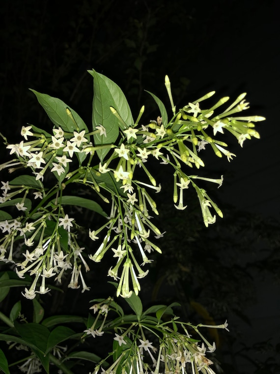 Live Night Blooming Jasmine Plant (Cestrum Nocturnum) - Intensely Fragrant Starter Plant