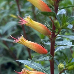 Cuphea micropetala Big Cigar Quart plant