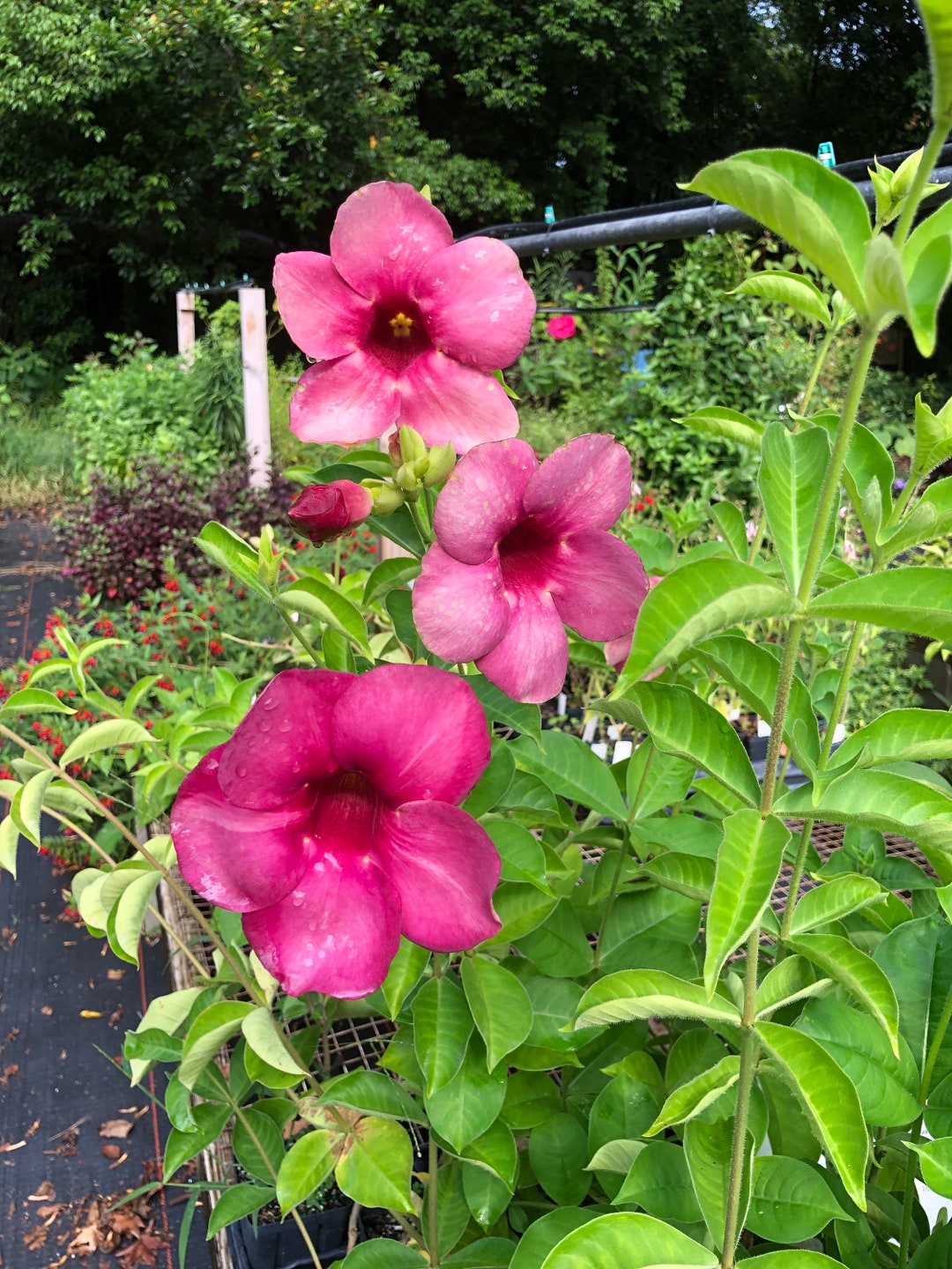 Allamanda Cathartica Cherries Jubilee Quart Plant Etsy