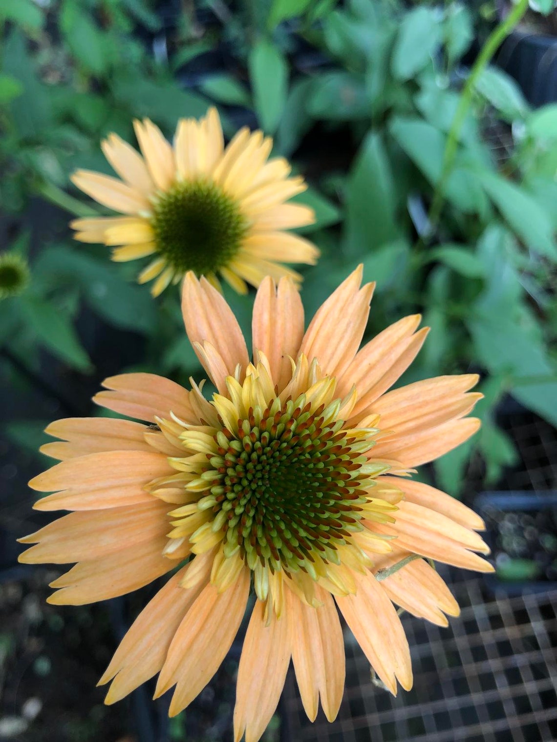 Echinacea 'Supreme Cantaloupe' coneflower Pint Plant Etsy