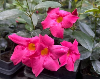 Mandevilla 'Pink Fury' Pint Plant