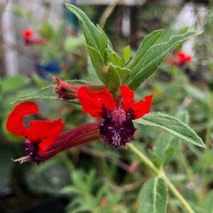 Bat-faced Cuphea or Bat Flower Plant