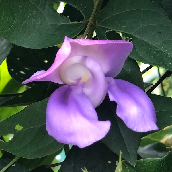 Snail Vine or Vigna phaesolus Pint Plant