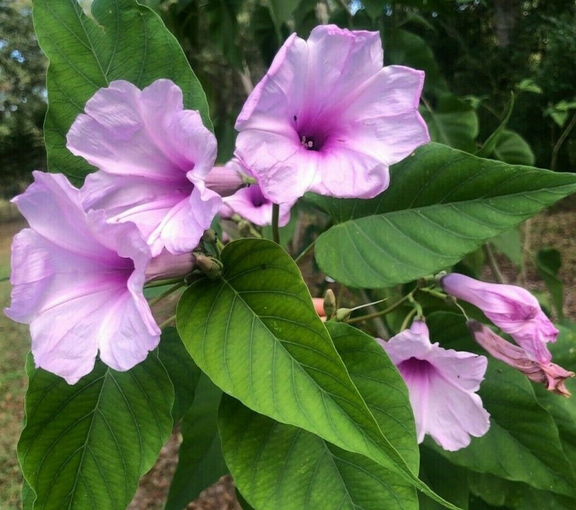 List 92+ Pictures morning glory bush (ipomoea carnea) Superb