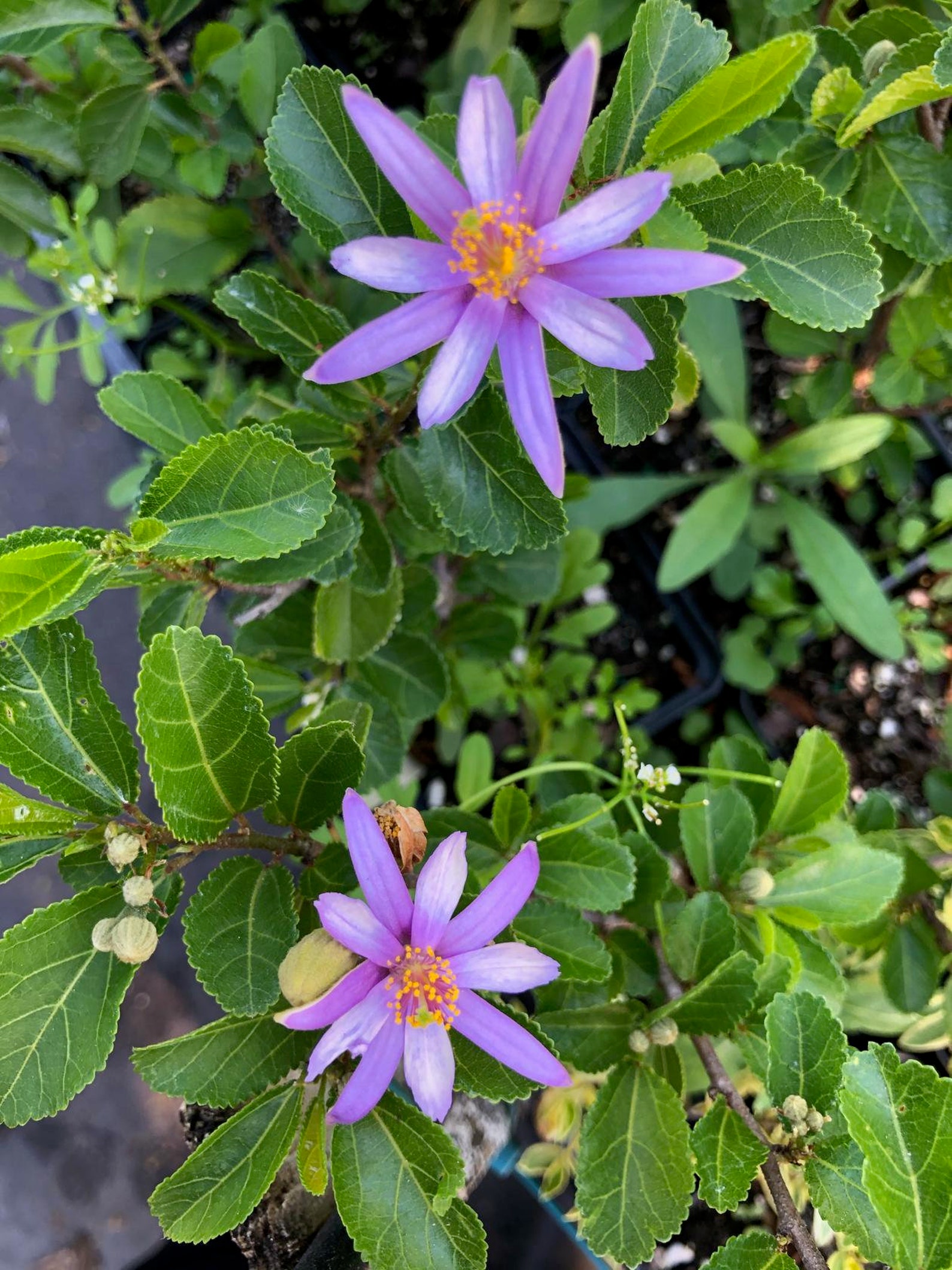 Grewia occidentalis Lavender Star Flower Tree Pint Plant Etsy