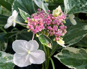 Hydrangea Silver lacecap or Hydrangea macrophylla Variegated Pint Plant