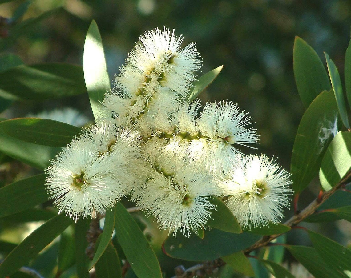 Callistemon salignus White Bottlebrush tree 20 seeds Etsy