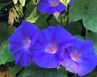Blue Dawn Morning Glory acuminata perennial vine Plant