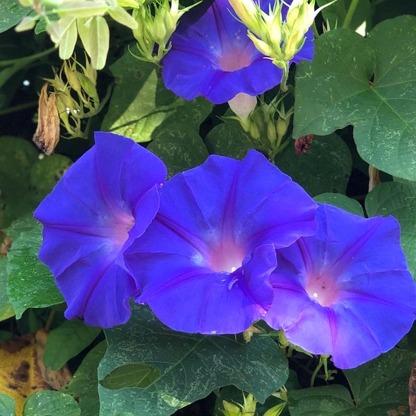 Blue Dawn Morning Glory acuminata perennial vine Plant