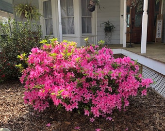 Pink Azalea  (Rhododendron) Pint Plant