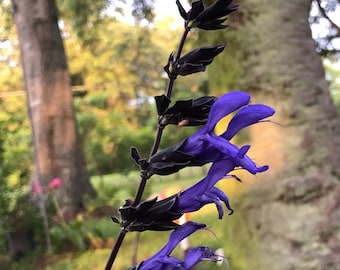 Salvia guaranitica Black and Blue Salvia Pint Plant